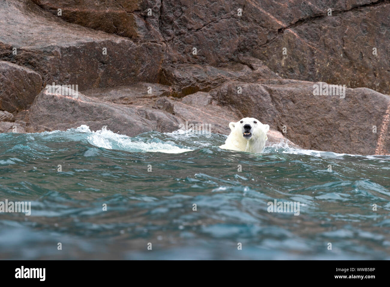 Schwimmen-Eisbär Stockfoto