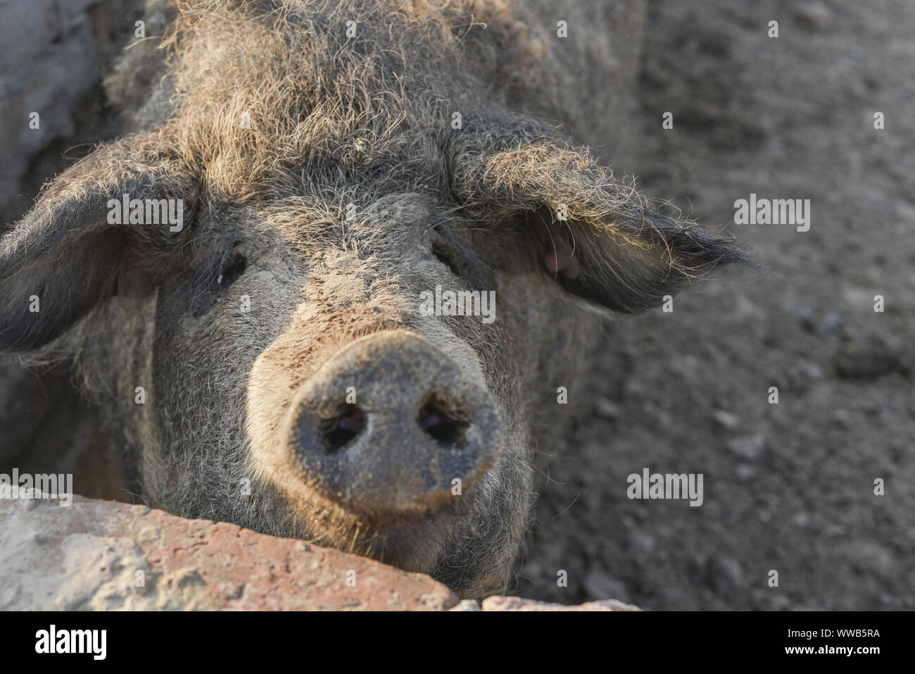 Glückliche Schweine im Schlamm rollen. mangalitsa Das wollige Sheep-Pig, gesunde Umwelt und organische Nahrungsmittelproduktion. Hausschweine Fütterung im Schlamm. Mangalitsa in s Stockfoto