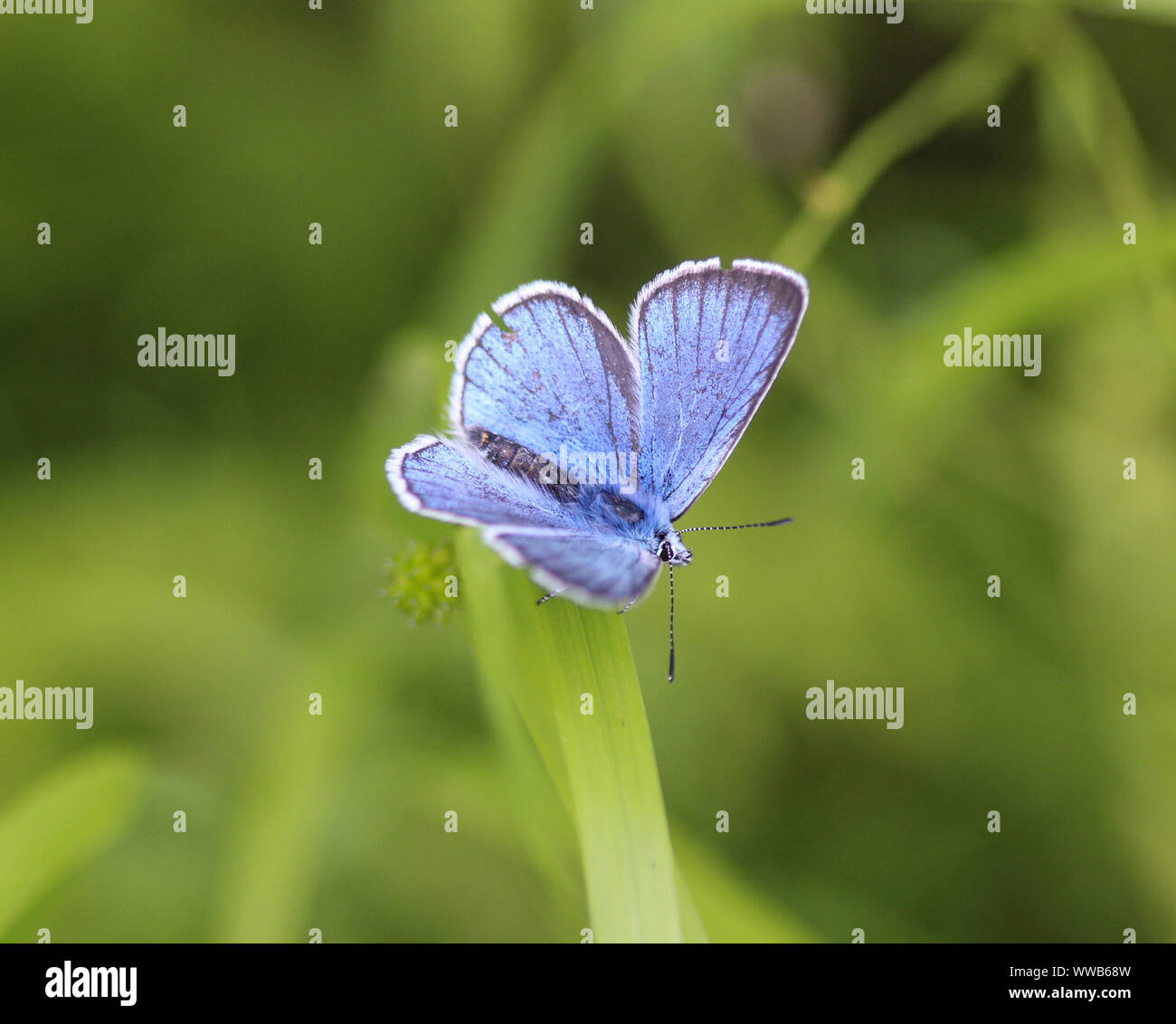 Nahaufnahme von Polyommatus dorylas, den türkis-blauen Schmetterling der Familie Lycaenidae Stockfoto