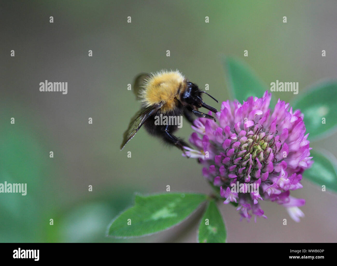 Nahaufnahme von Bombus pascuorum Hummel, die Gemeinsame carder Biene auf Blume Stockfoto