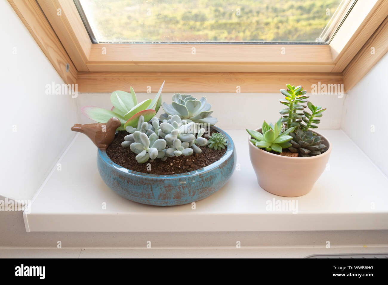 Verschiedene sukkulenten Pflanzen auf der Fensterbank Stockfoto