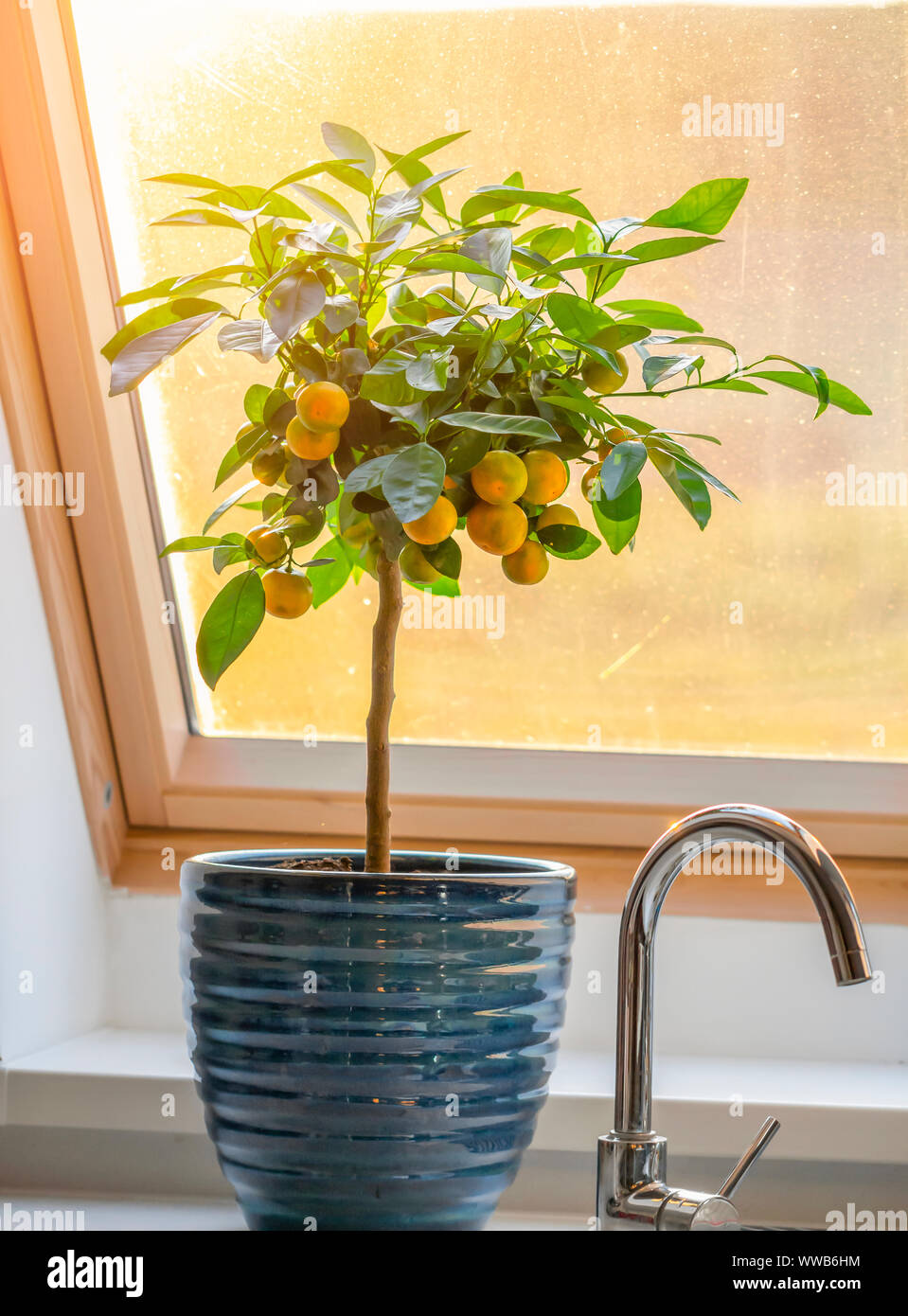 Calamondin citrus Tree auf Fensterbank Stockfoto