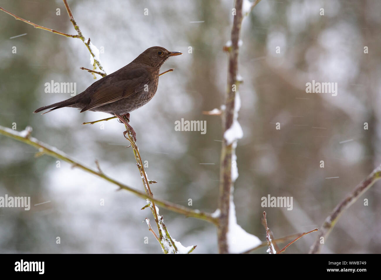 [Weibliche Amsel Turdus merula] auf kleinen Baum im Schnee Stockfoto