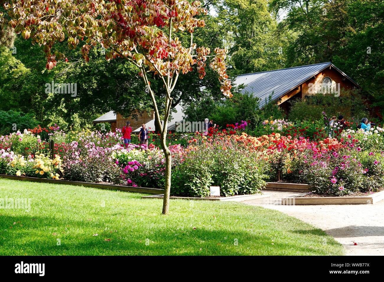 Menschen zu Fuß durch die bunte Dahlien im September, Parc Floral de Paris, Frankreich Stockfoto