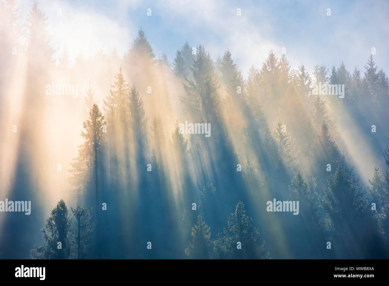 Sun Licht durch Nebel und Wolken über dem Wald. Bäume auf dem Hügel Fichte gesehen von unten. fantastische Natur Landschaft. Morgen motivation Konzept Stockfoto