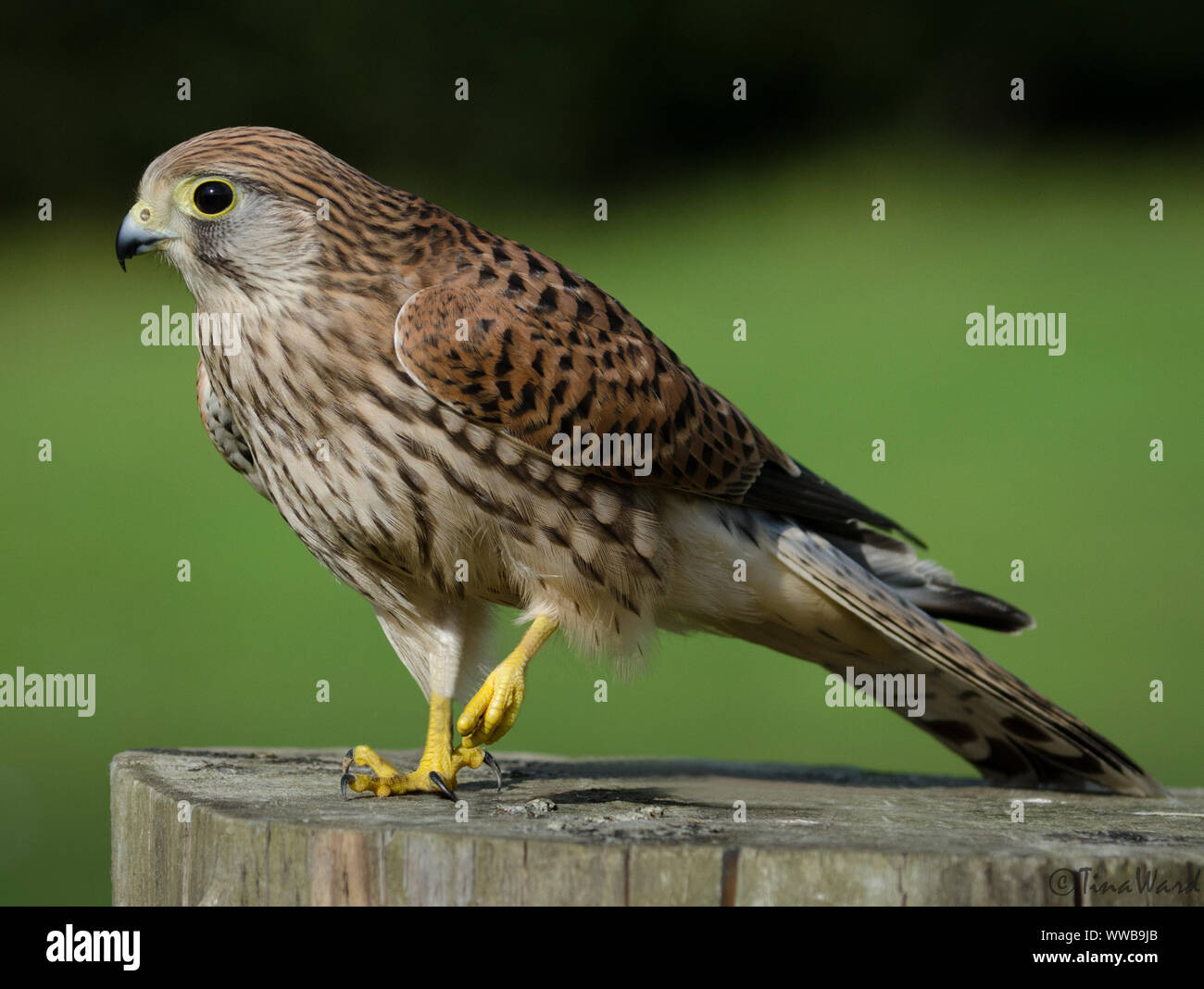 Turmfalke Stockfoto