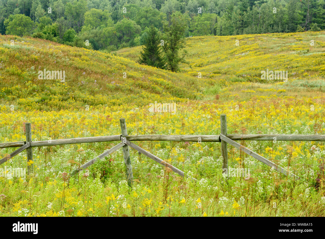 Ende Sommer Feld mit blühenden Astern und Goldrute, in der Nähe von Pappeln, Wisconsin, USA Stockfoto