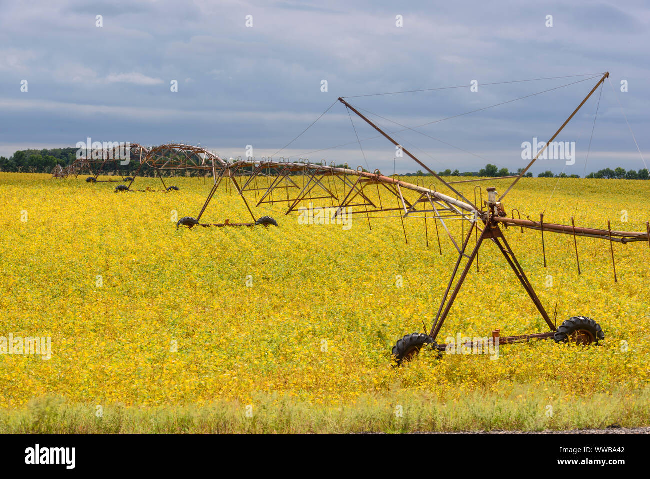 Reifung Soja und Bewässerung, Detroit Lakes, Minnesota, USA Stockfoto