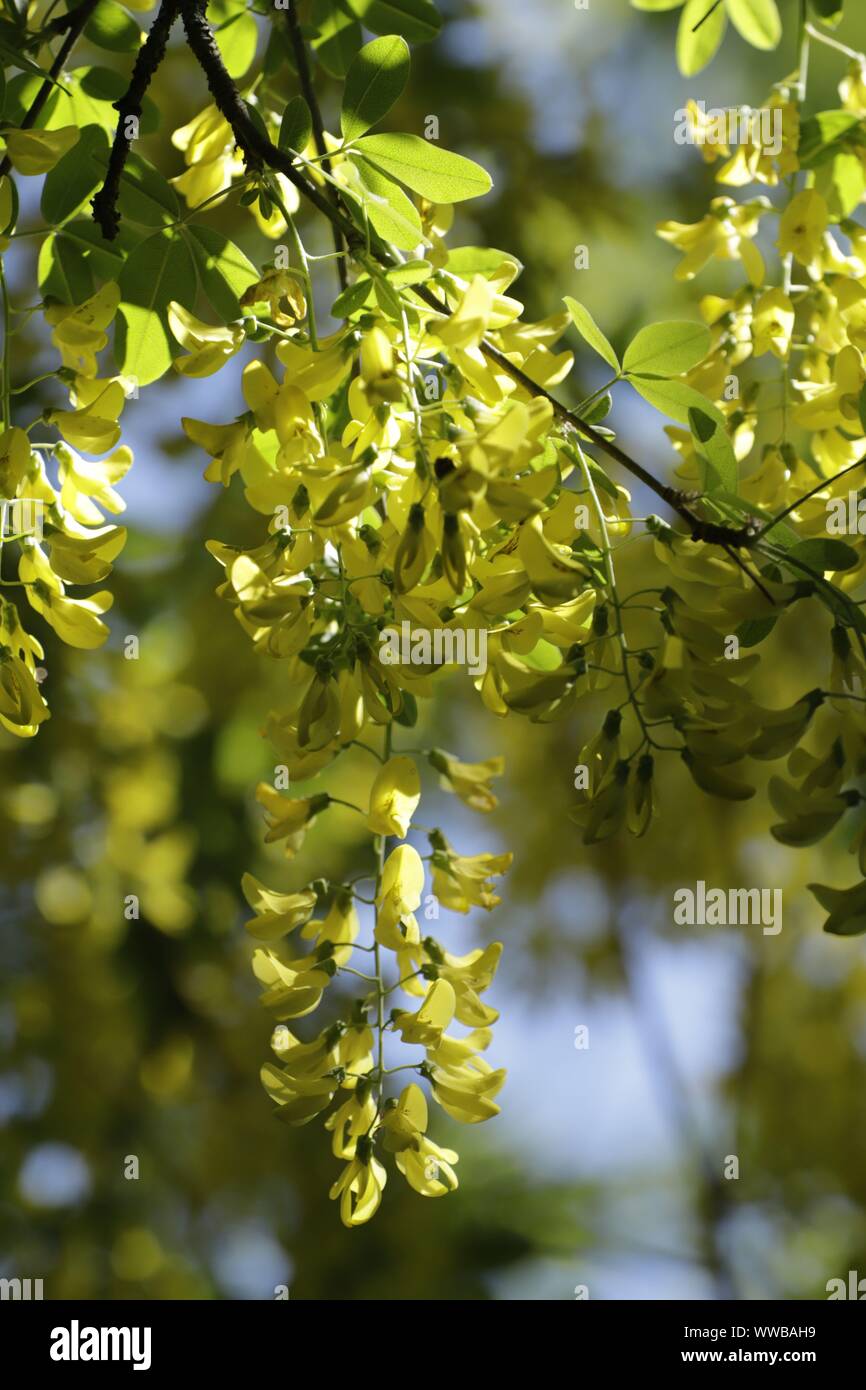Laburnum anagyroides auch als goldener Regen, der wunderschönen gelben Blumen blühen bekannt Stockfoto