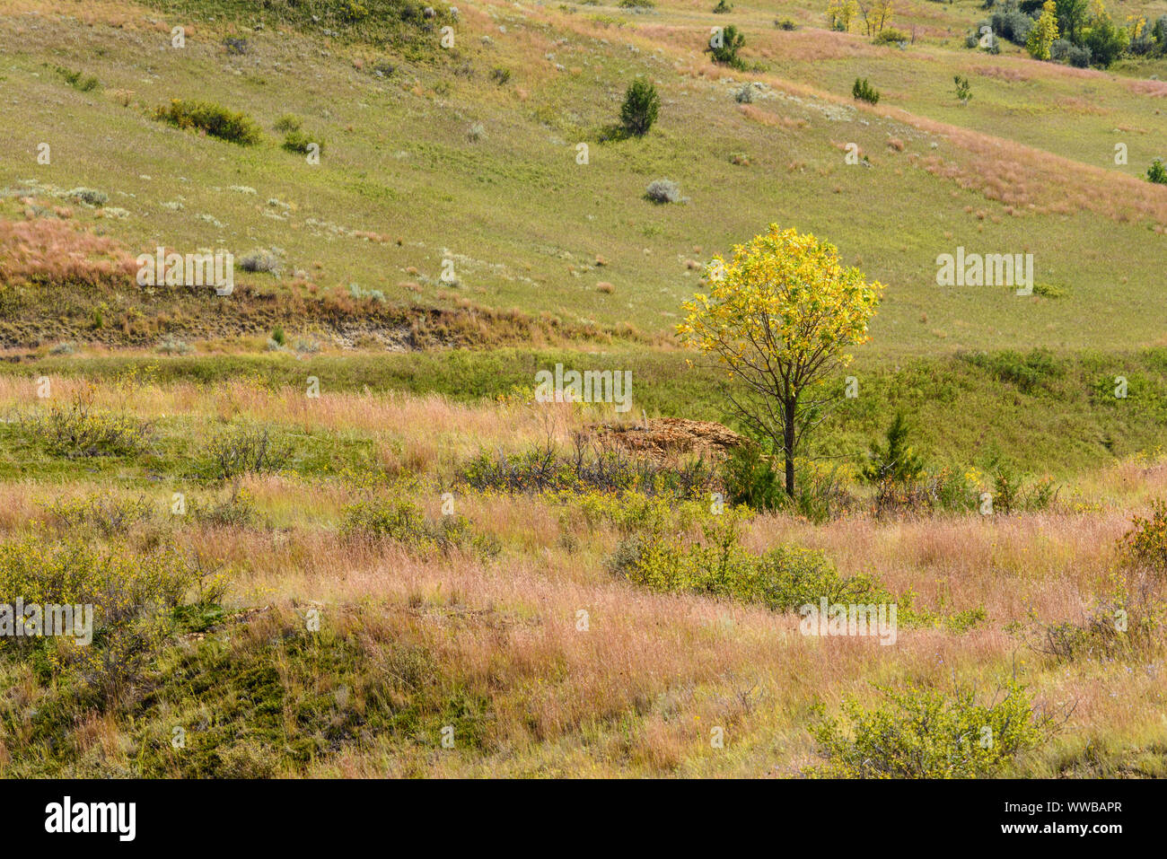 Herbst Farbe in die Prärie, Theodore Roosevelt National Park (Südafrika), North Dakota, USA Stockfoto