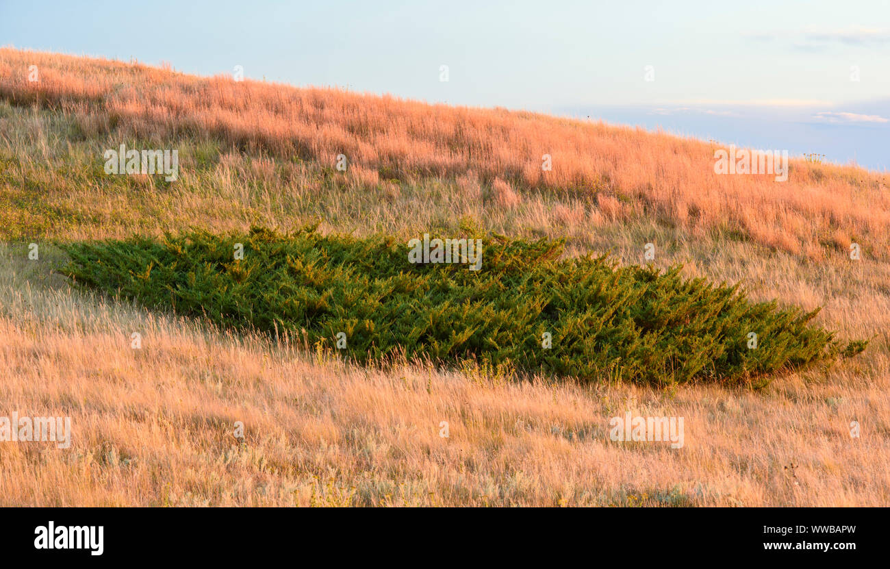 Ein wacholder auf einem grasigen Hang, Theodore Roosevelt National Park (Südafrika), North Dakota, USA Stockfoto