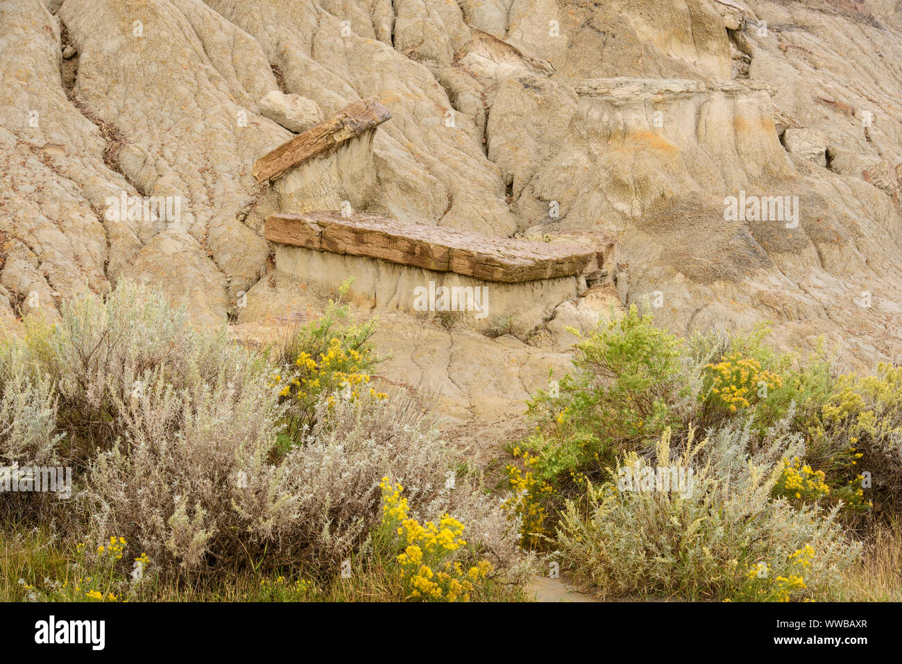 Erodiert Bentonit badlands Funktionen mit blühenden Gummi rabbitbrush, Theodore Roosevelt National Park (Südafrika), North Dakota, USA Stockfoto