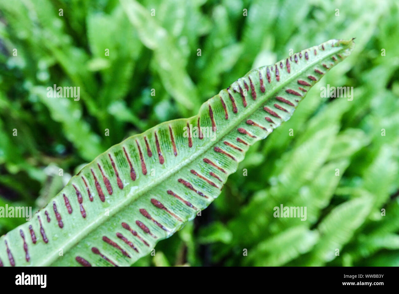 Asplenium scolopendrium, Farn Blatt Sporen, die Hart-Zunge Fern Stockfoto