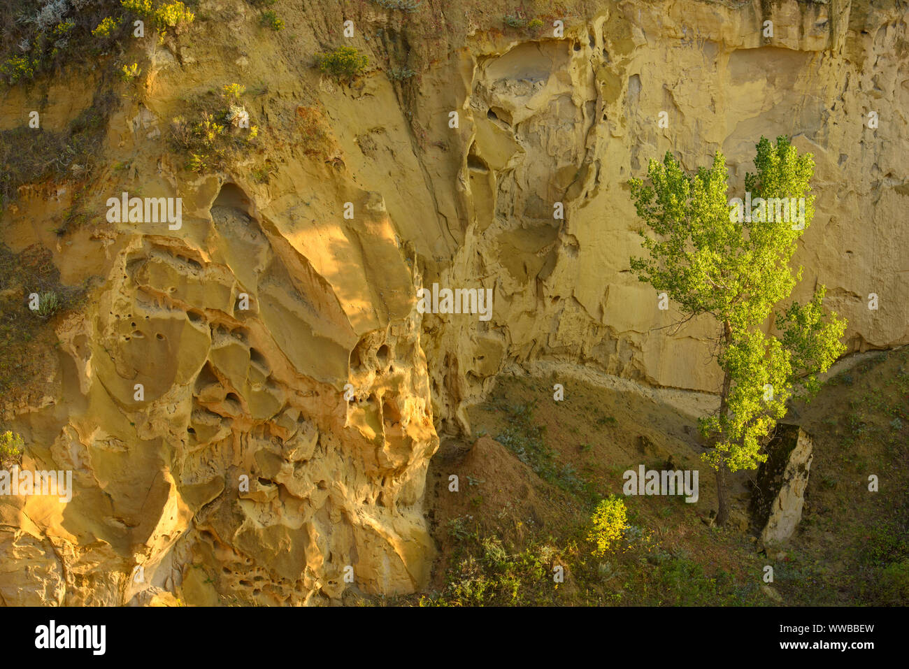 Wind Canyon im Spätsommer, Theodore Roosevelt National Park (Südafrika), North Dakota, USA Stockfoto