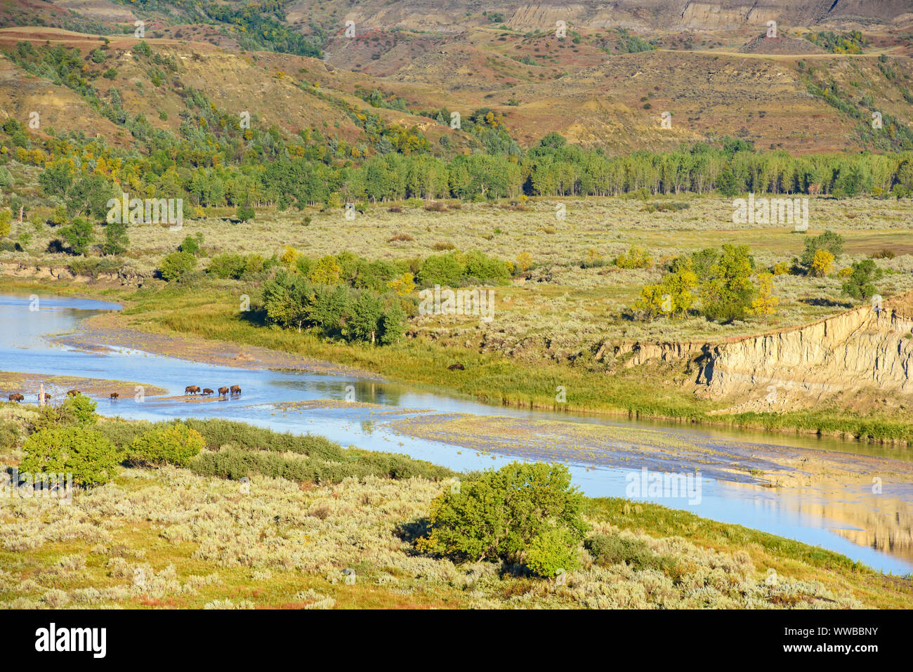 Bison wattiefe die Little Missouri River im Spätsommer, Theodore Roosevelt National Park (Südafrika), North Dakota, USA Stockfoto