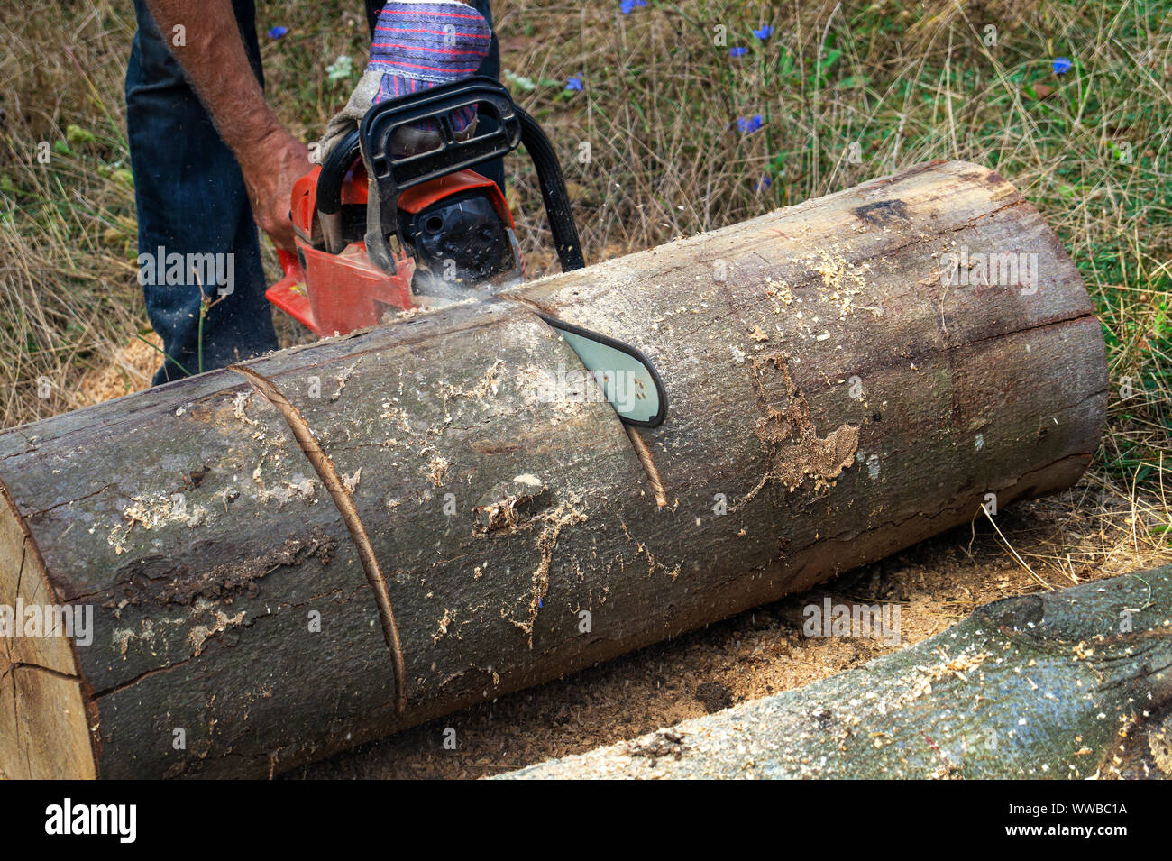 Man Schneiden von Holz mit Säge, Staub und Bewegungen. Kettensäge. Stockfoto