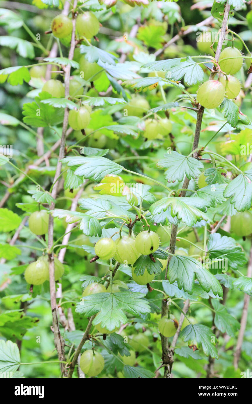 Stachelbeere (Ribes Grossularia) Stockfoto