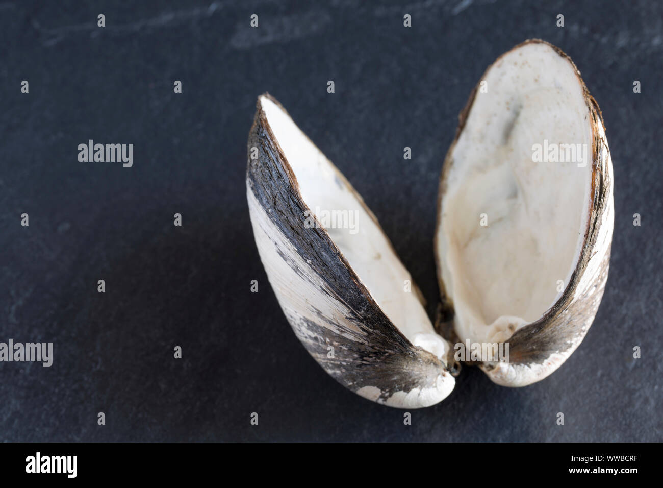 Eine isländische Cyprine clam, Arctica islandica, im Englischen Kanal gefunden. Die isländischen cyprine ist eine der am längsten lebenden Organismen auf der Erde wit Stockfoto