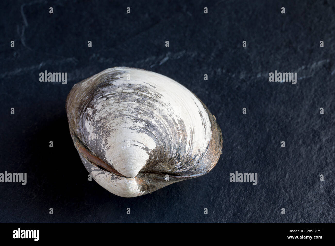 Eine isländische Cyprine clam, Arctica islandica, im Englischen Kanal gefunden. Die isländischen cyprine ist eine der am längsten lebenden Organismen auf der Erde wit Stockfoto