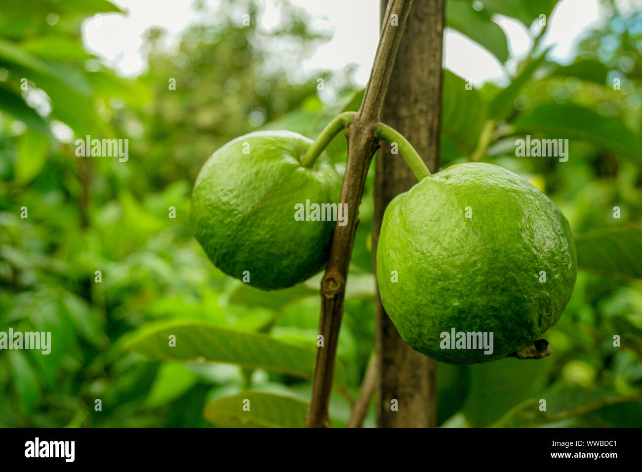 Junge grüne Guave Obst hängen an der Guave Baum. Psidium guajava Stockfoto