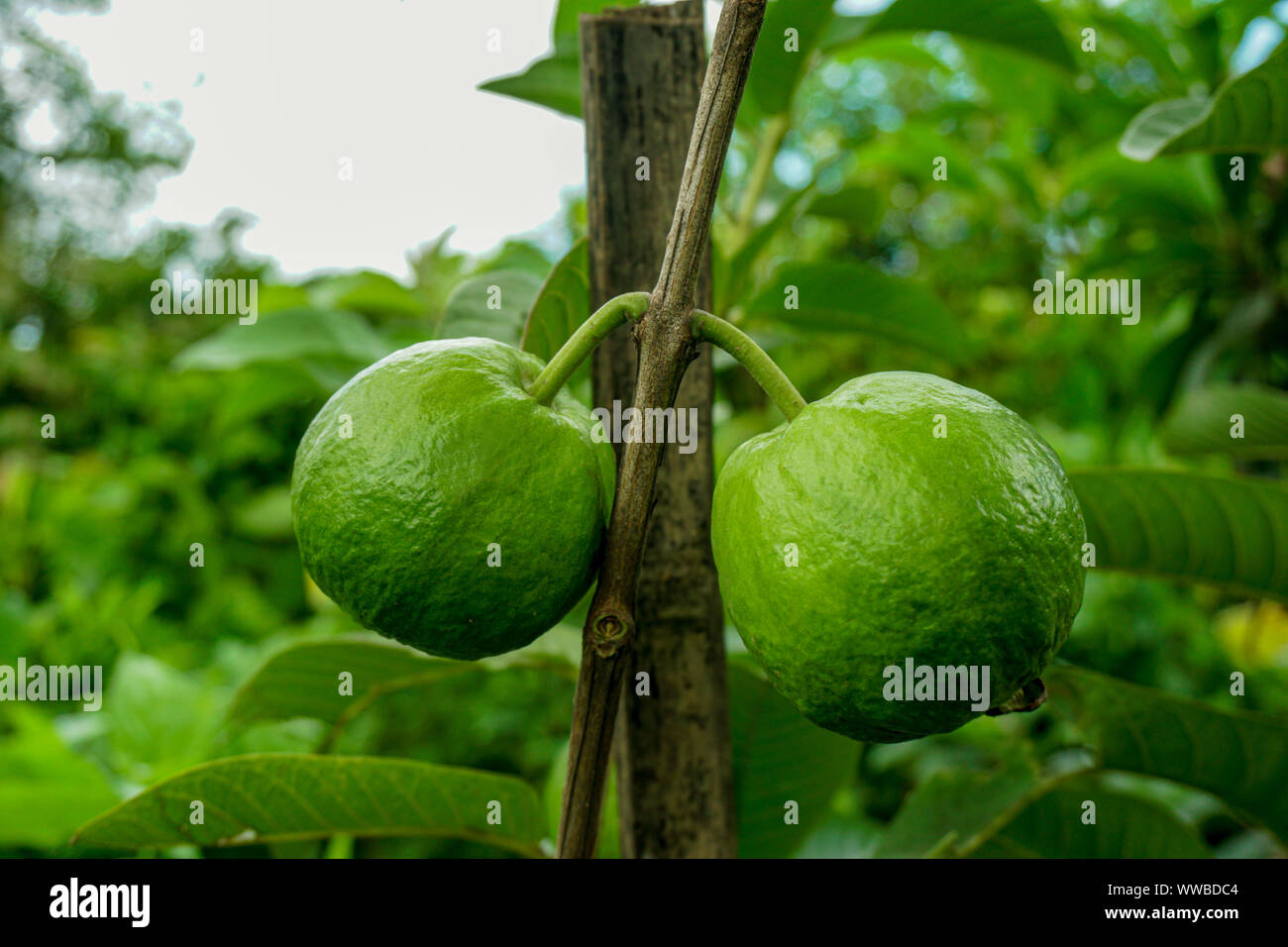 Guave Obst, Psidium guajava; eine bunte Texturen der grüne Früchte am Baum, flache, runde Form, weißes Fleisch mit Clustern Samen in der Mitte nach innen. Hav Stockfoto