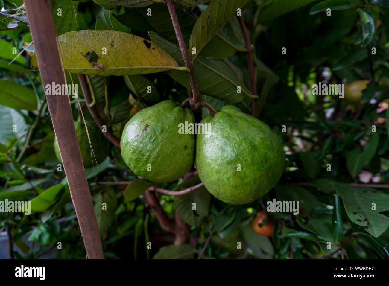 Junge grüne Guave Obst hängen an der Guave Baum. Stockfoto