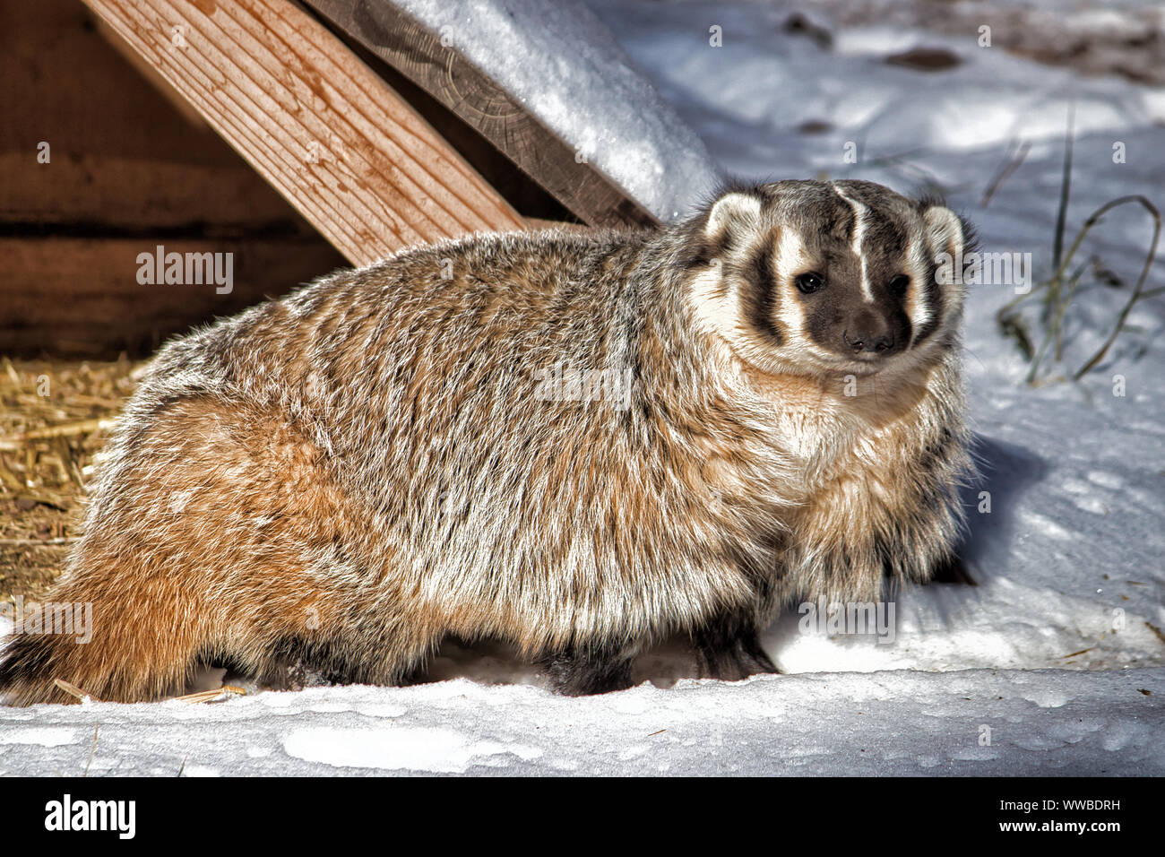 American Badger. Voller Körper Nahaufnahme des Dachs im Schnee. Stockfoto