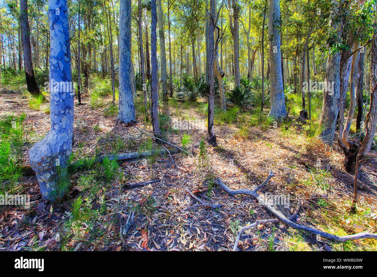 Eukalyptus Wald tag Sonnenlicht horizontales Bild des australischen Outback trockenes Klima und natürliche Umwelt Natur Stockfoto