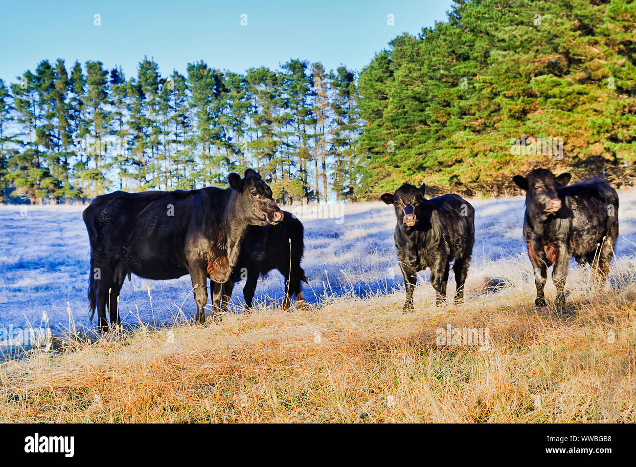 Black Angus Bullen auf der Weide von remote kultiviert Landwirtschaft Bauernhof im Winter bei Frost das Gras bedeckt. Australische südlichen Alkoholgradation Stockfoto