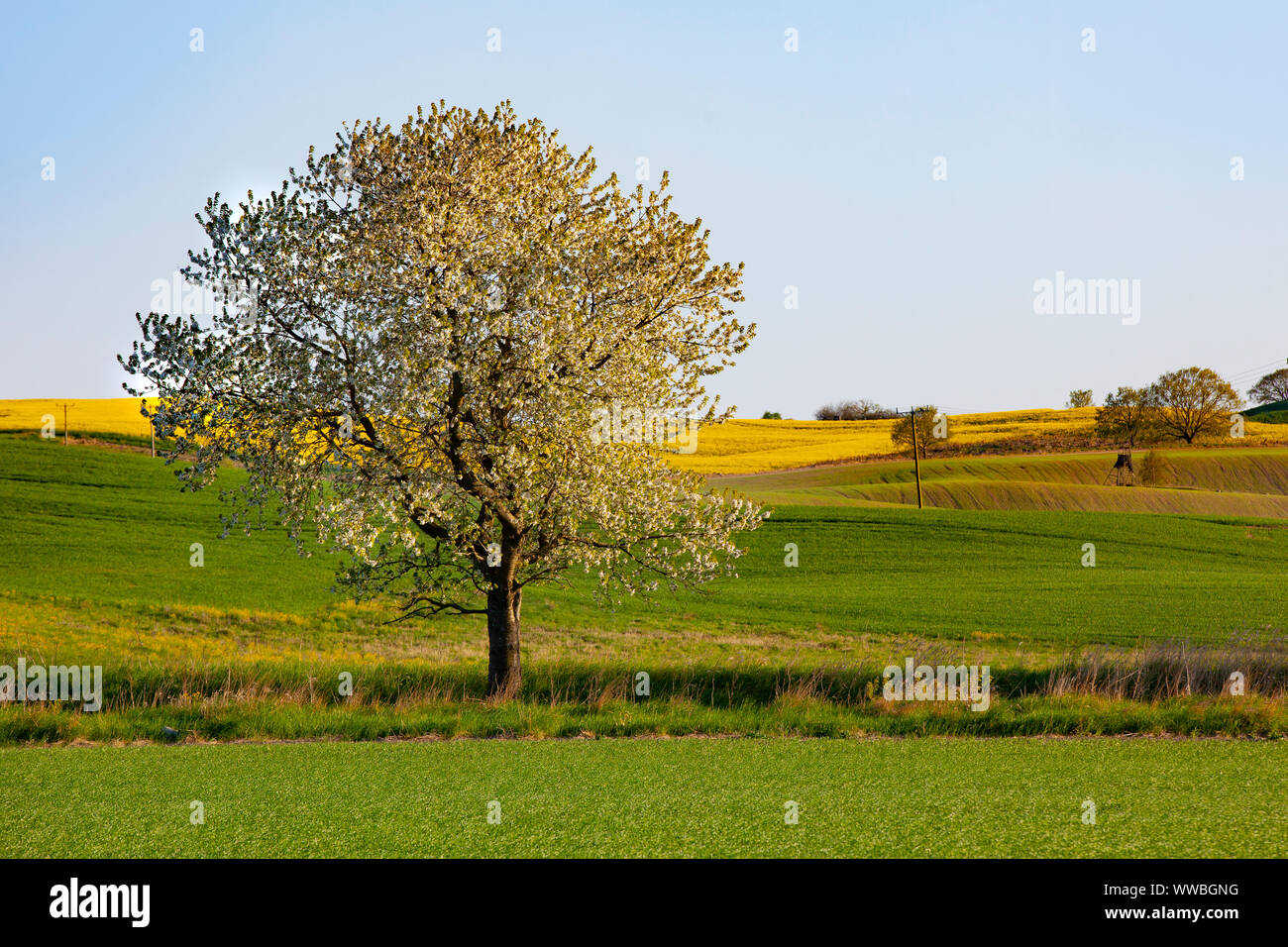 Frühling in Schweden - ländliche Szene in der schwedischen Landschaft Stockfoto