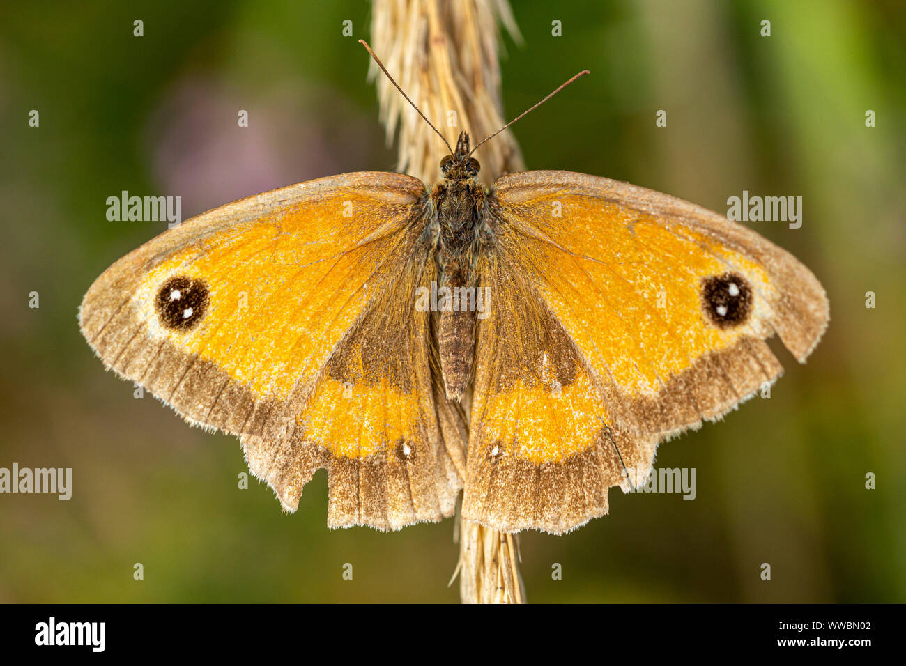 Gatekeeper Schmetterling (Pyronia Tithonus) Stockfoto