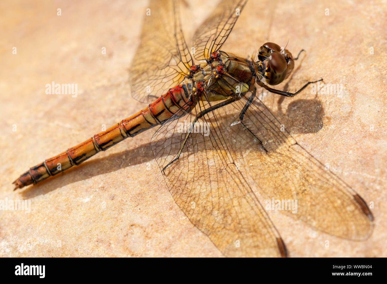 Gemeinsamen Darter Libelle (Sympetrum Striolatum) Stockfoto