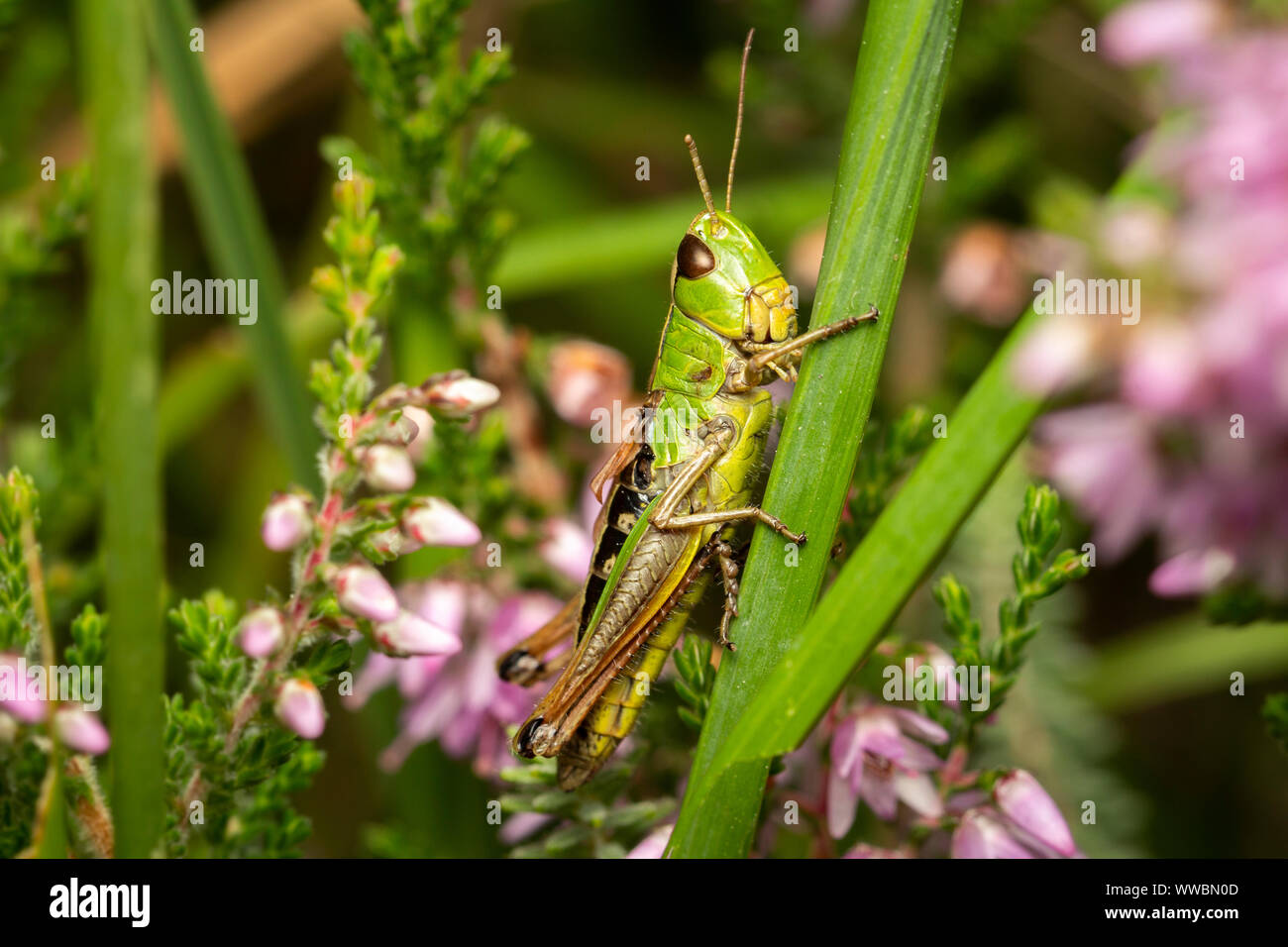 Wiese Grashüpfer (Chorthippus Parallelus). Devon, UK Stockfoto