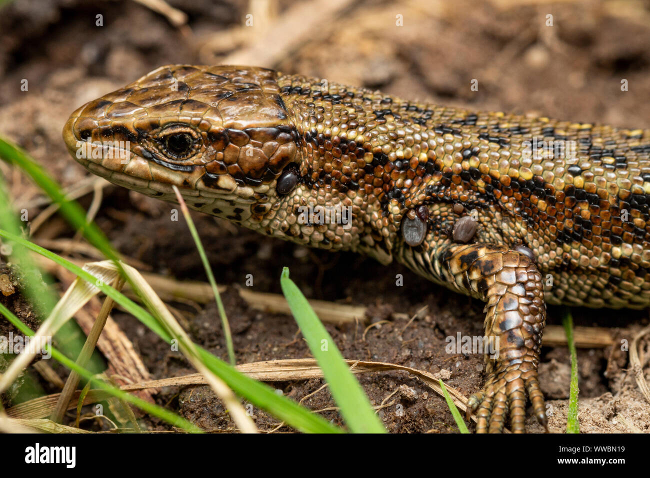 Gemeinsame Lizard (Zootoca Vivipara) mit Zecken Stockfoto