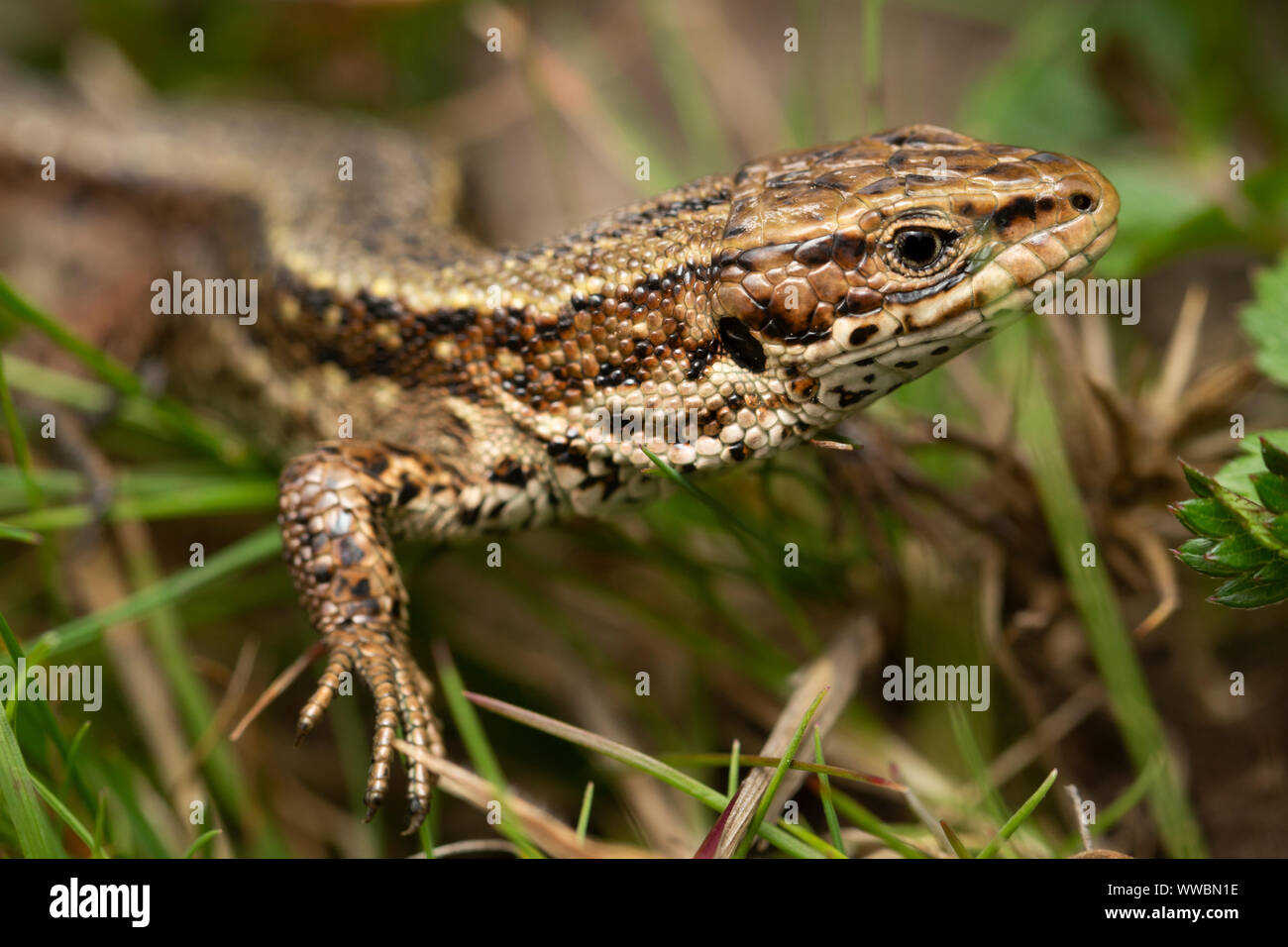 Gemeinsame Lizard (Zootoca Vivipara), Devon, Großbritannien Stockfoto