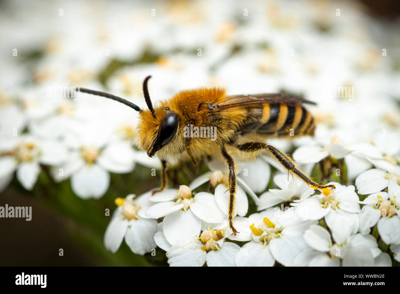 Ivy Biene (Colletes hederae) Stockfoto