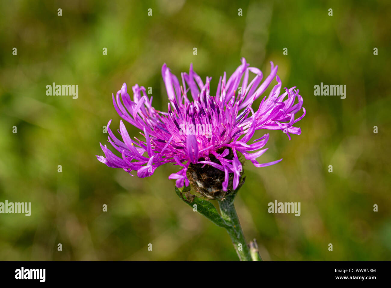Gemeinsamen Flockenblume (Centaurea Nigra) Stockfoto