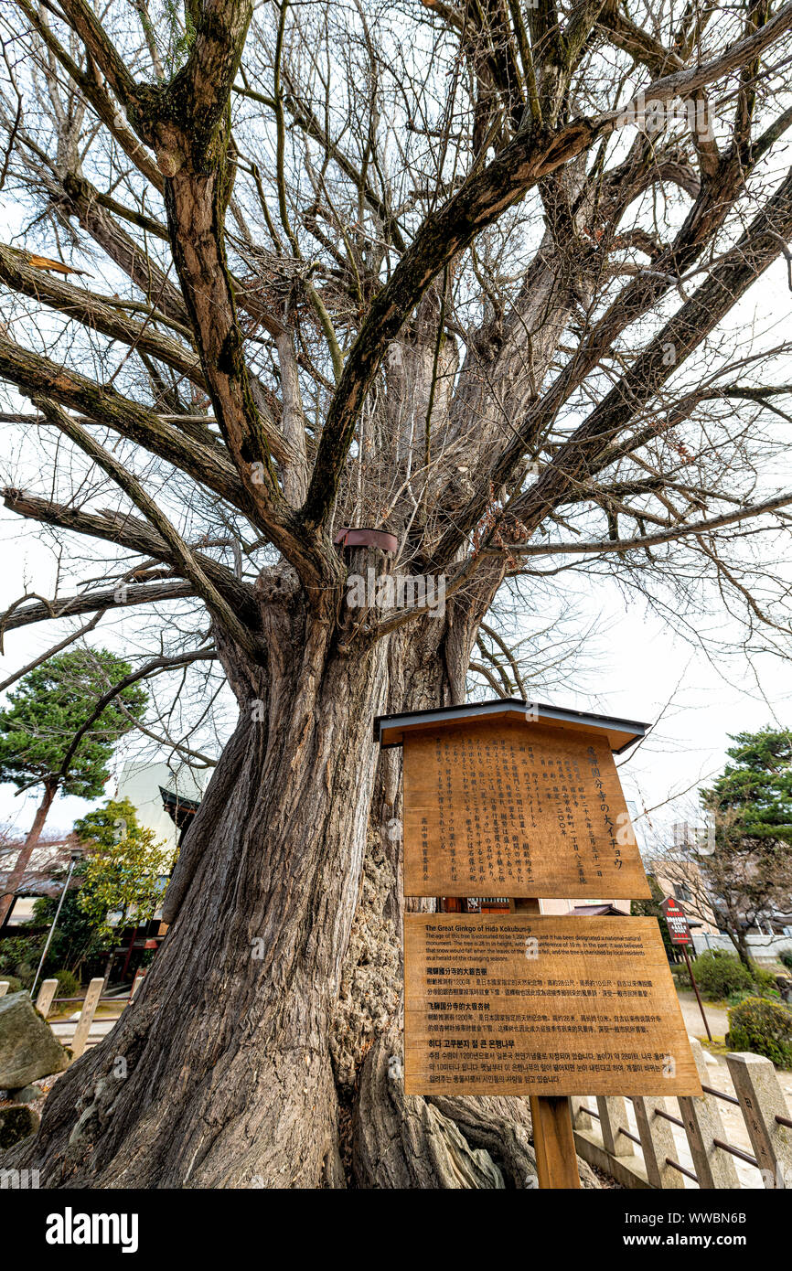 Takayama, Japan - 7. April 2019: Zeichen des ältesten 1200 Jahr ginko Baum nationales Naturdenkmal im Hida Kokubunji Tempel buddhistische Heiligtum in historischen ci Stockfoto