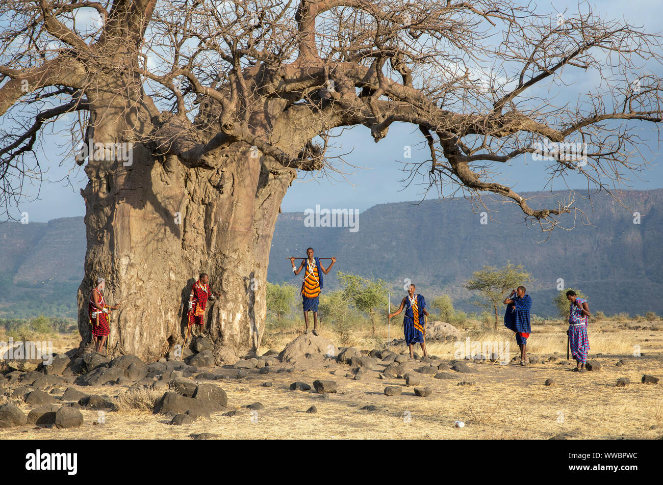 Ngorongoro, Tansania, 10. September 2019: maasiai Krieger an einem großen Baobab Baum Stockfoto