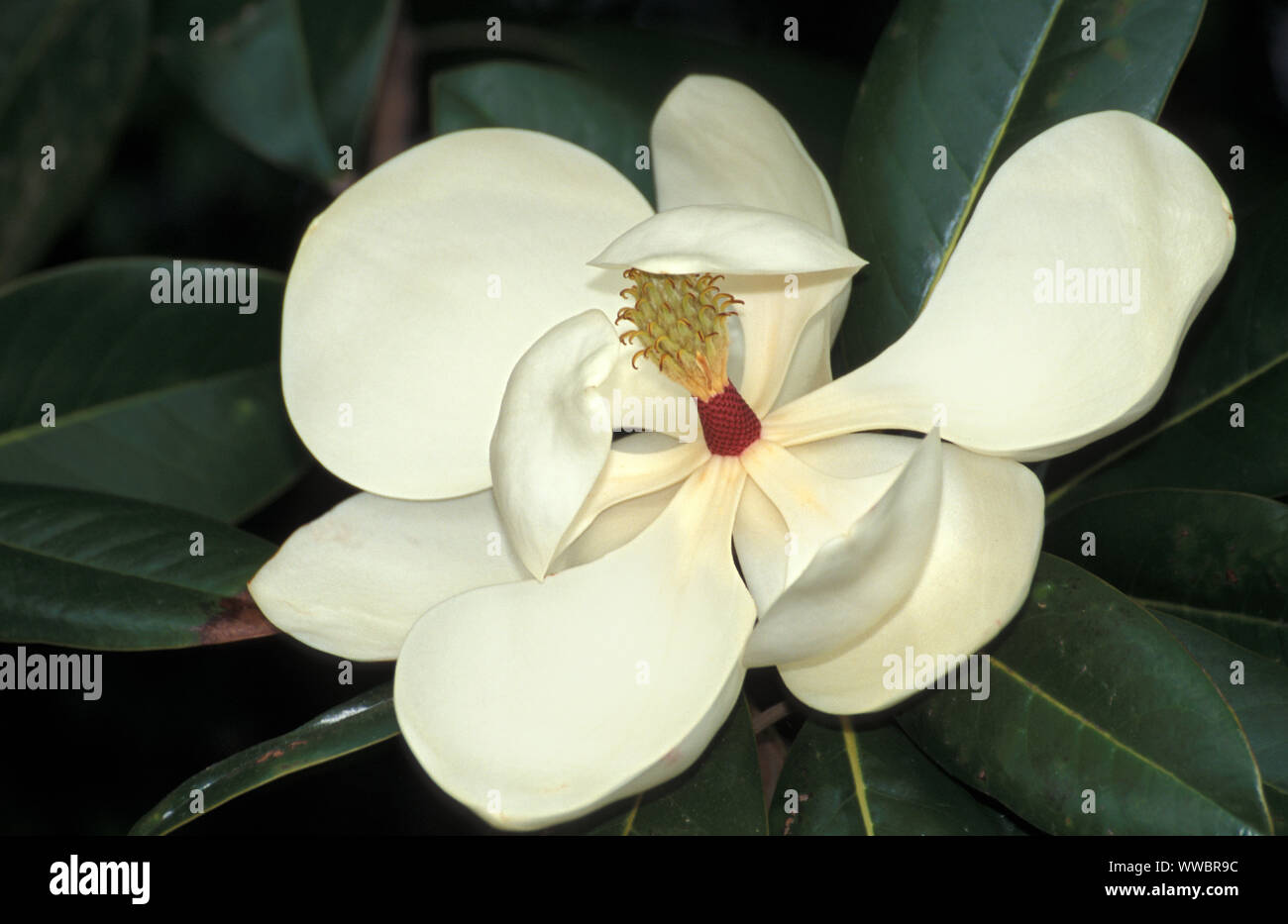 NAHAUFNAHME EINER GROSSEN BLUME DER MANGNOLIA GRANDIFLORA, AUCH BEKANNT ALS BIG-LAUREL, BULL BAY ODER SOUTHERN MAGNOLIA TREE. NEW SOUTH WALES, AUSTRALIEN. Stockfoto