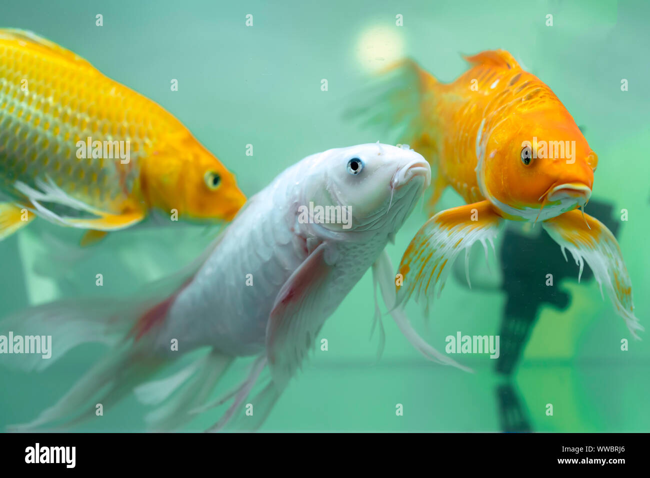 Bunte Schmetterling Koi Im Aquarium Dies Ist Eine Art Von Zierfischen Verwendet Im Haus Oder Garten Schmucken Stockfotografie Alamy
