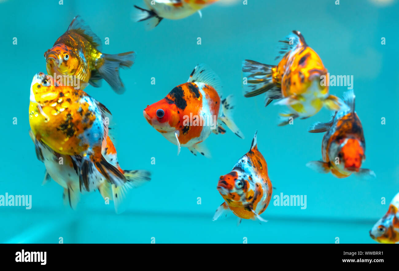 Gold fish jumping Fotos und Bildmaterial in hoher Auflösung Alamy
