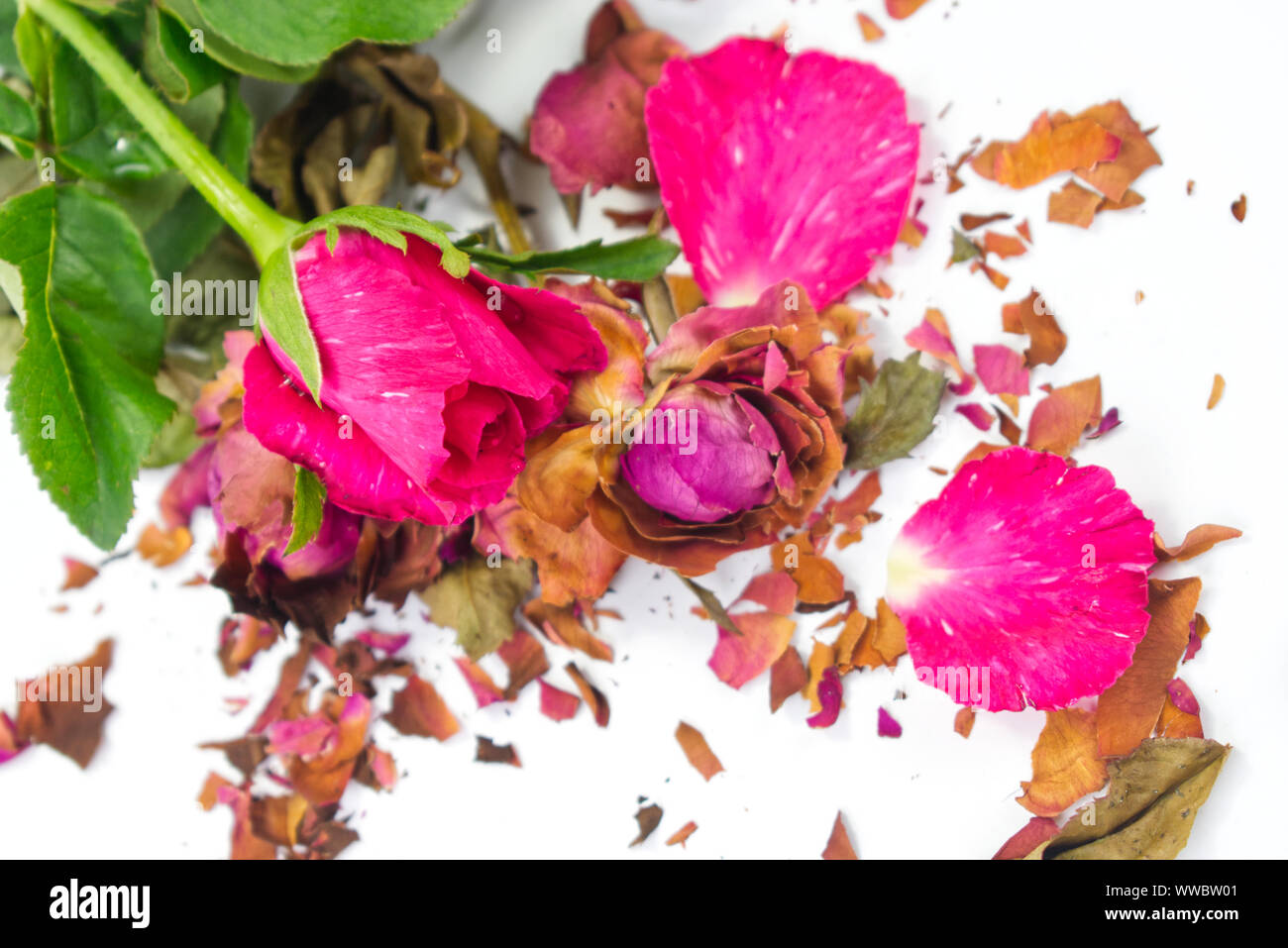 Frische und getrocknete Rosen mit Frakturen von getrockneten Rosenblättern auf weißem Hintergrund. Kontrast Konzept für Leben und Tod, Liebe und Verlust, süß und bitt Stockfoto