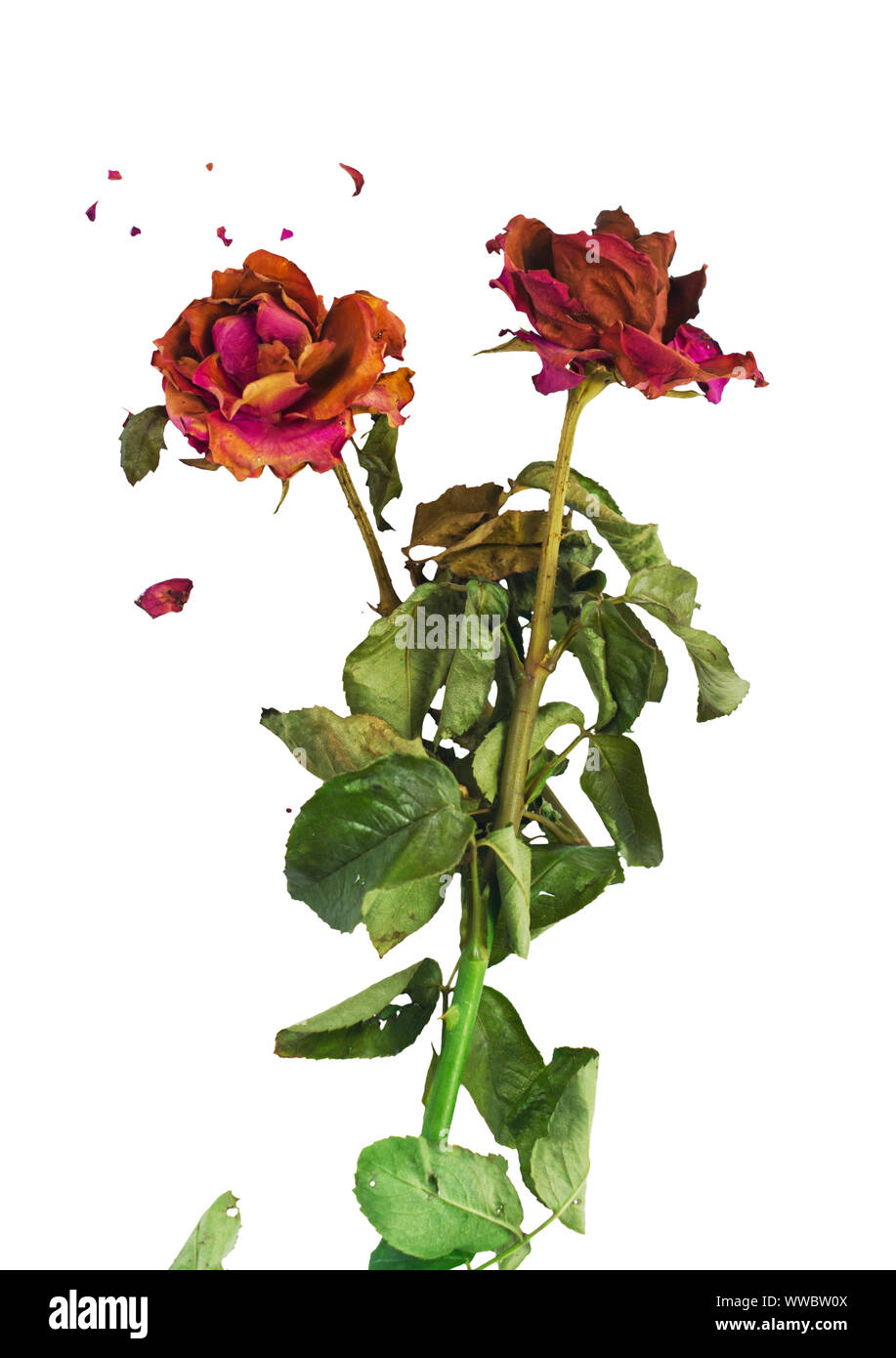 Getrocknete rote Rosen mit Frakturen von Rosenblättern auf weißem Hintergrund. Konzept für alternde Liebe, bitter Romantik. Stockfoto