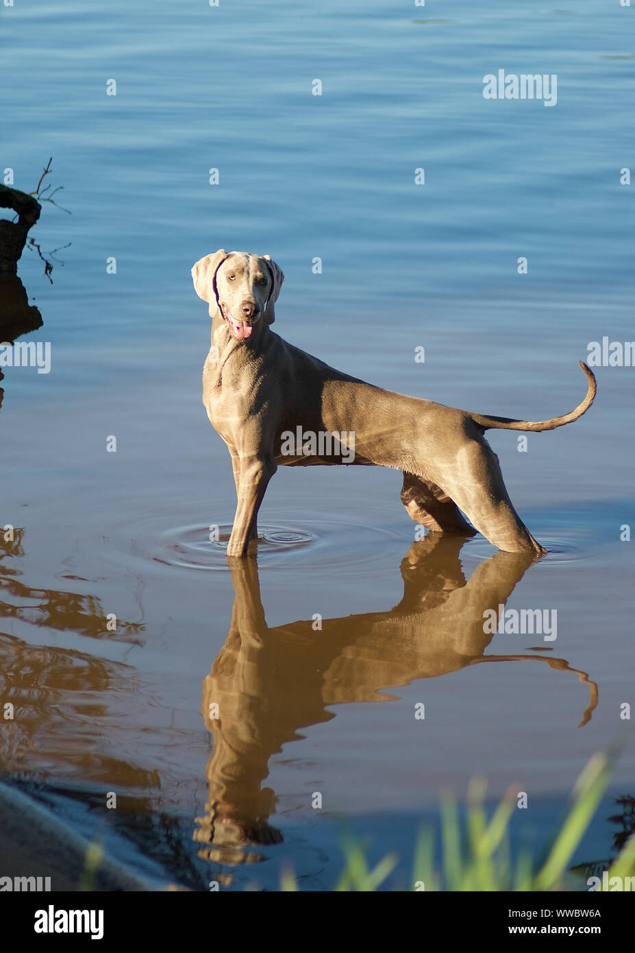 Weimaraner Bella, purebreed Zeiger, steht in seichten Fluss Wasser spiegelt, tial, Muskeln mit Vorfreude auf Ihren Ball abrufen Stockfoto