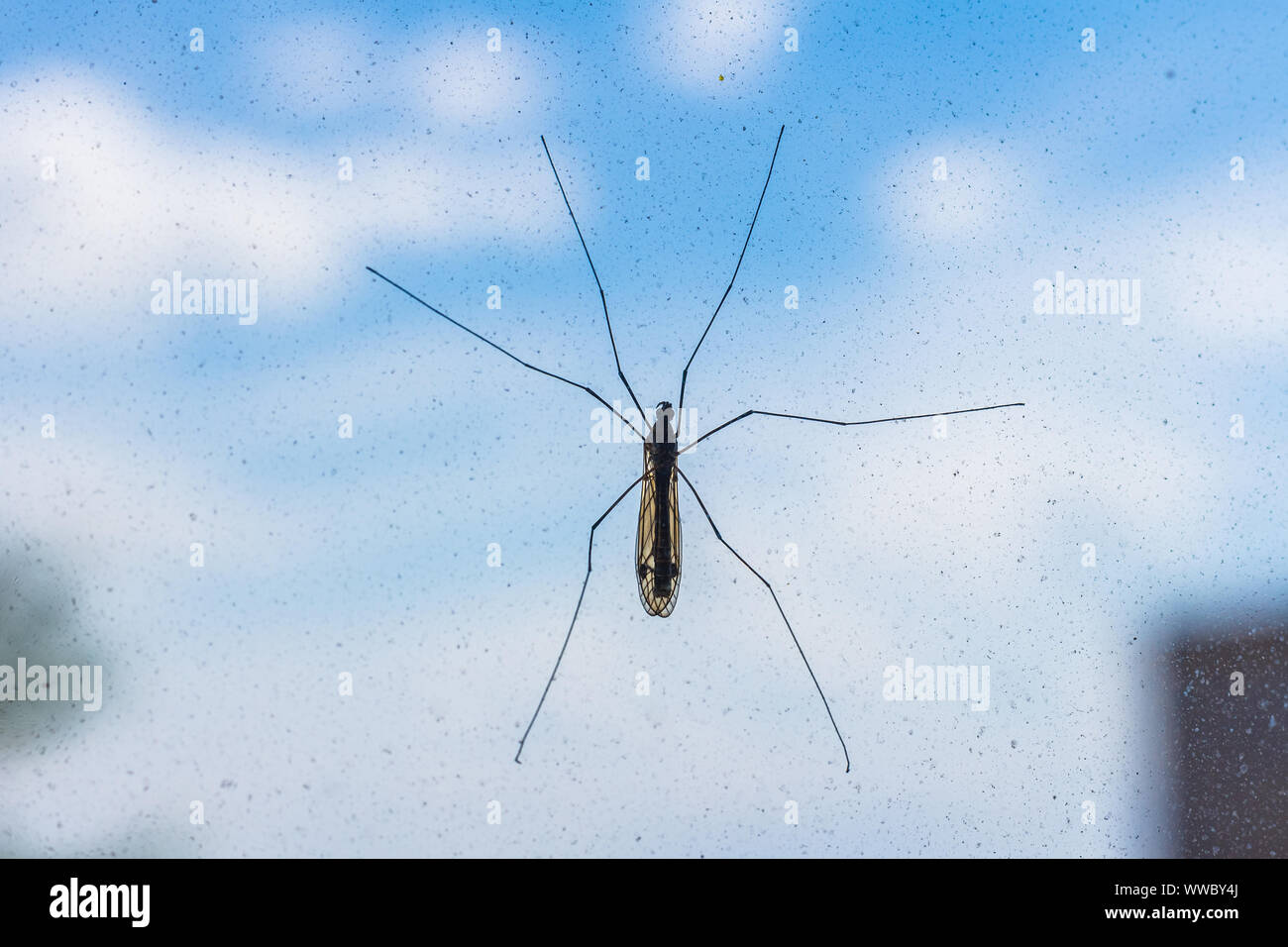 Big Moskito close-up auf Fenster Stockfoto