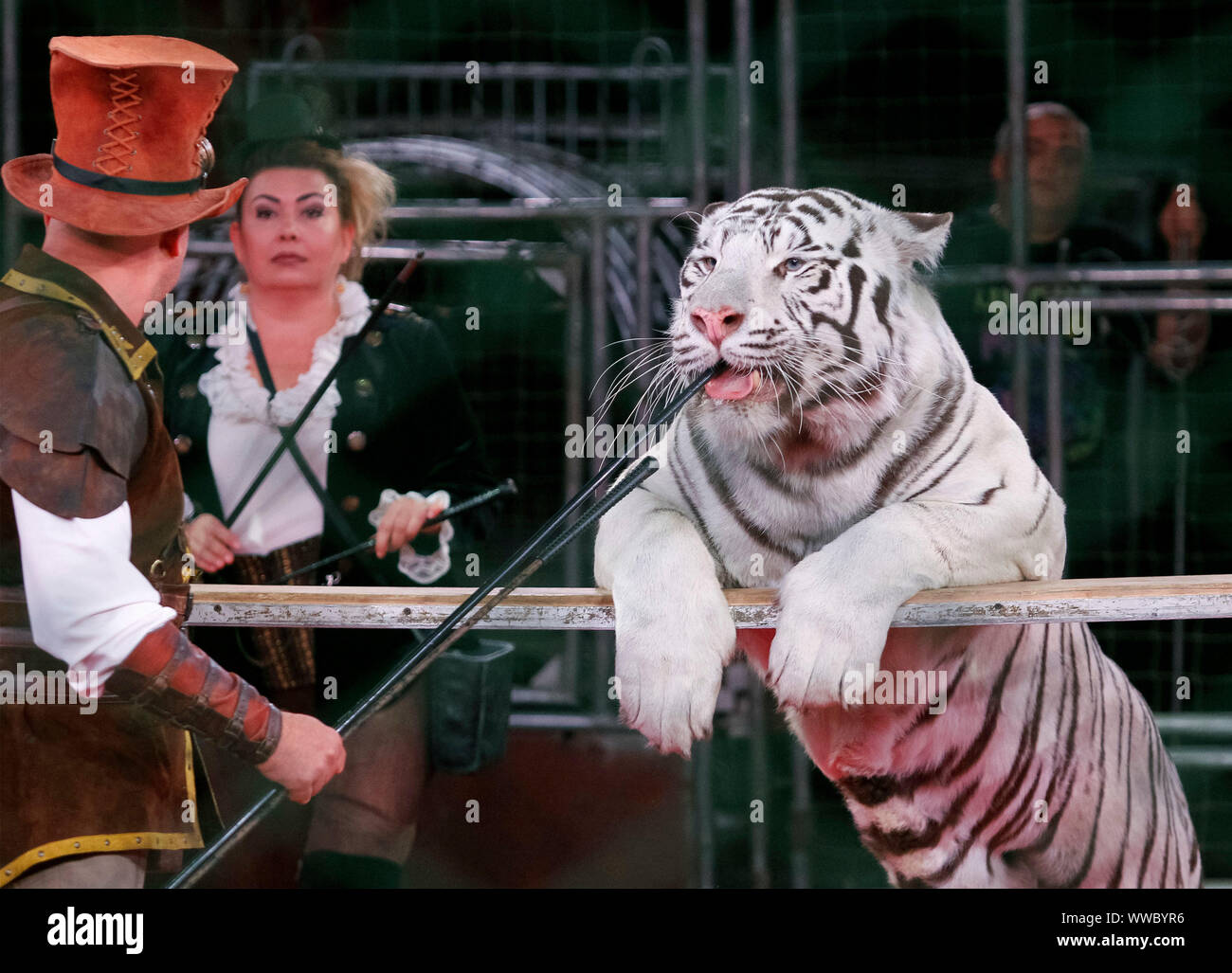 Tigers In Circus Fotos Und Bildmaterial In Hoher Aufl sung Alamy tigers-in-circus-fotos-und-bildmaterial-in-hoher-aufl-sung-alamy