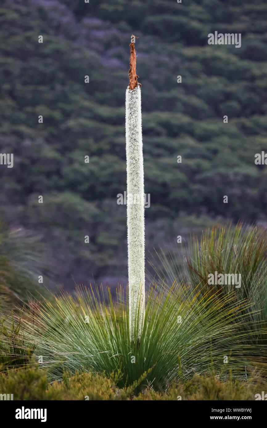 Blume Spike oder Südlichen gras baum, Wilsons Promontory National Park, Victoria, Australien Stockfoto