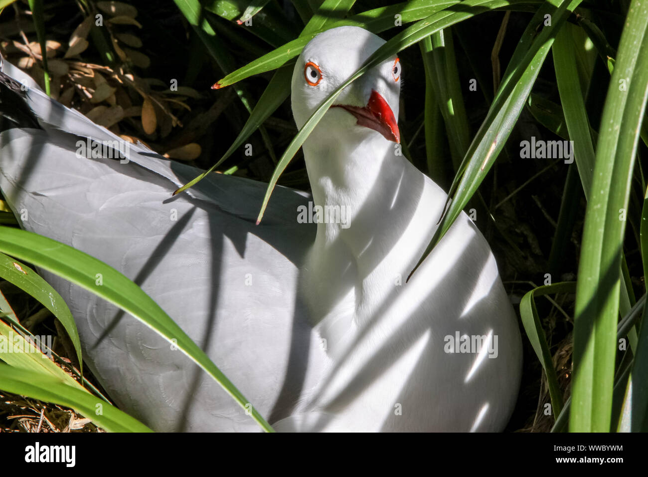 In der Nähe von Silver gull Nesting, Wilsons Promontory National Park, Victoria, Australien Stockfoto