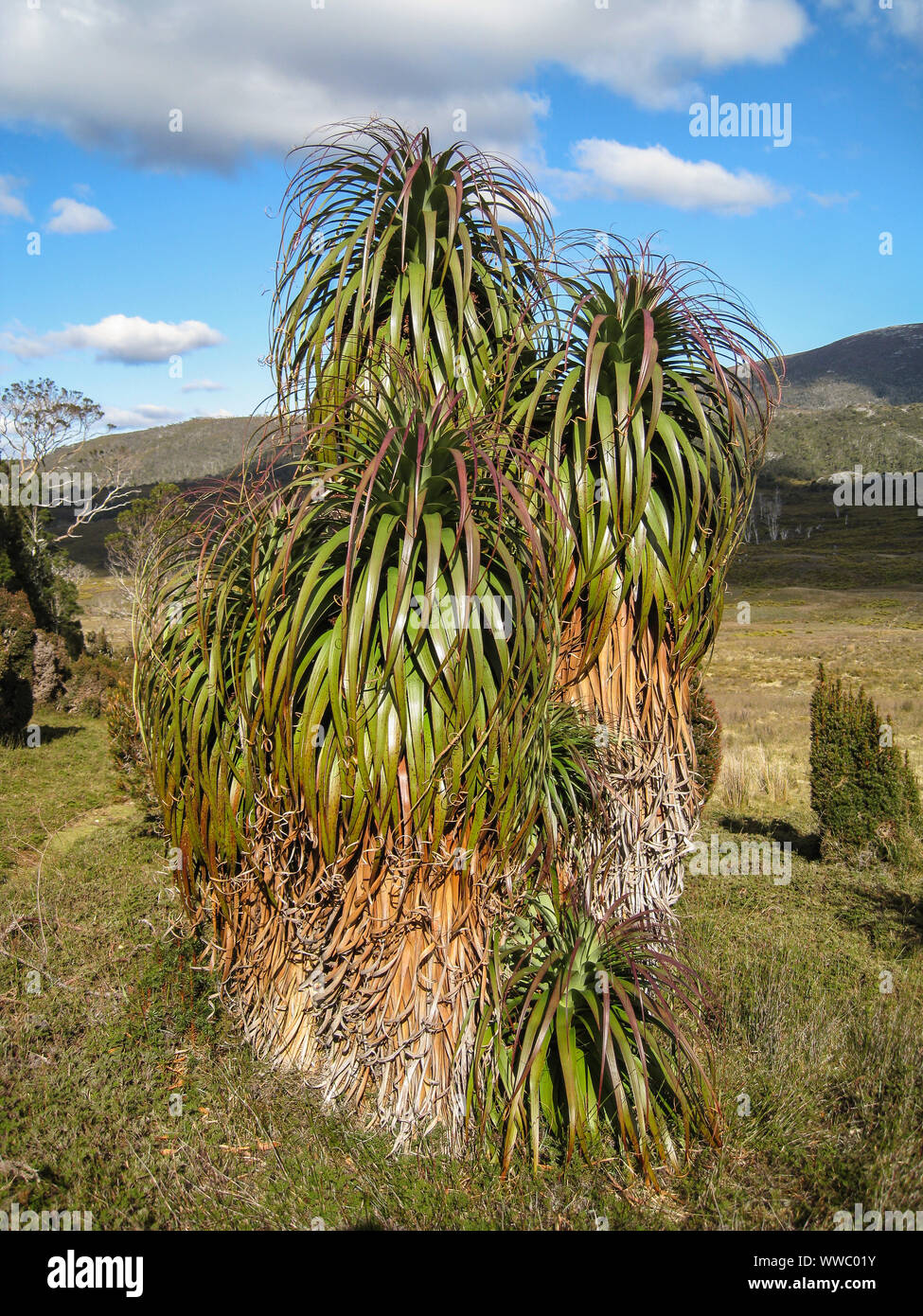 Beeindruckende Pandanus-palmen im Cradle Mountain NP, Tasmanien Stockfoto
